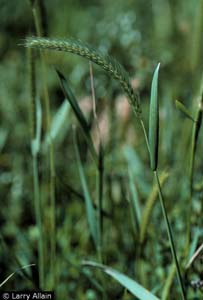 Little Barley /
Hordeum pussillum
